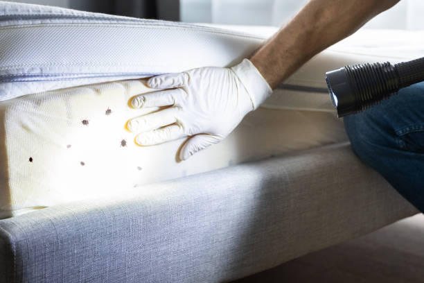 Best Best Pest Control Companies  in Charlack, MO